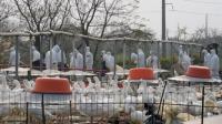 إصابات ووفيات جديدة.. هل أصبح أنفلونزا الطيور "الوباء التالي"؟